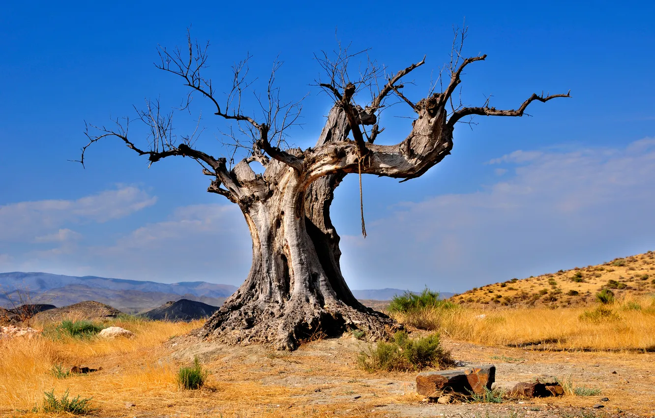 Photo wallpaper trees, nature, desert, snag