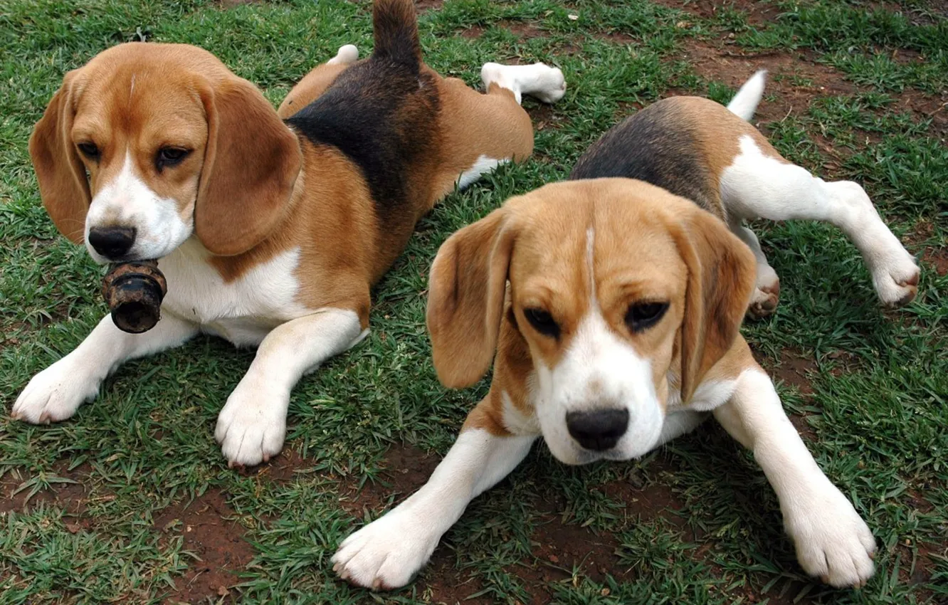 Photo wallpaper animals, puppies, Beagle
