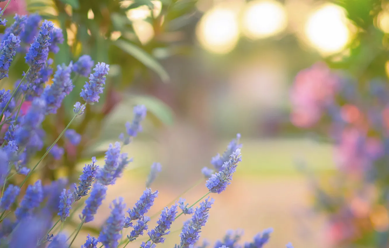 Photo wallpaper flowers, glare, lavender, Golubye