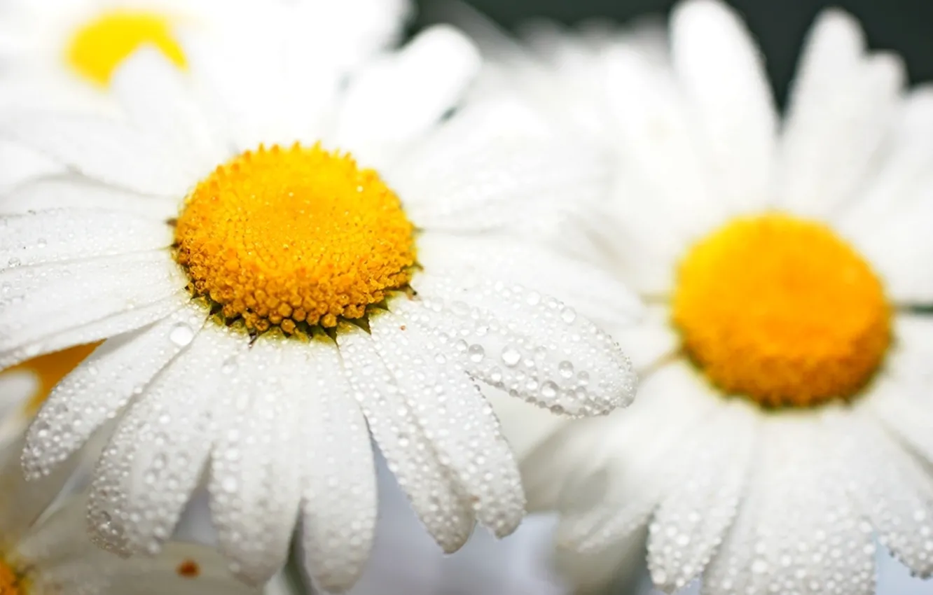 Photo wallpaper flowers, mood, chamomile