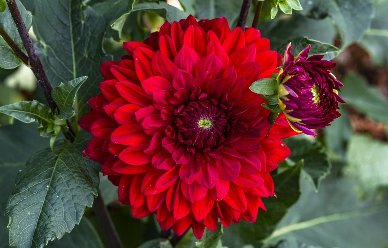 Photo wallpaper macro, red, dahlias