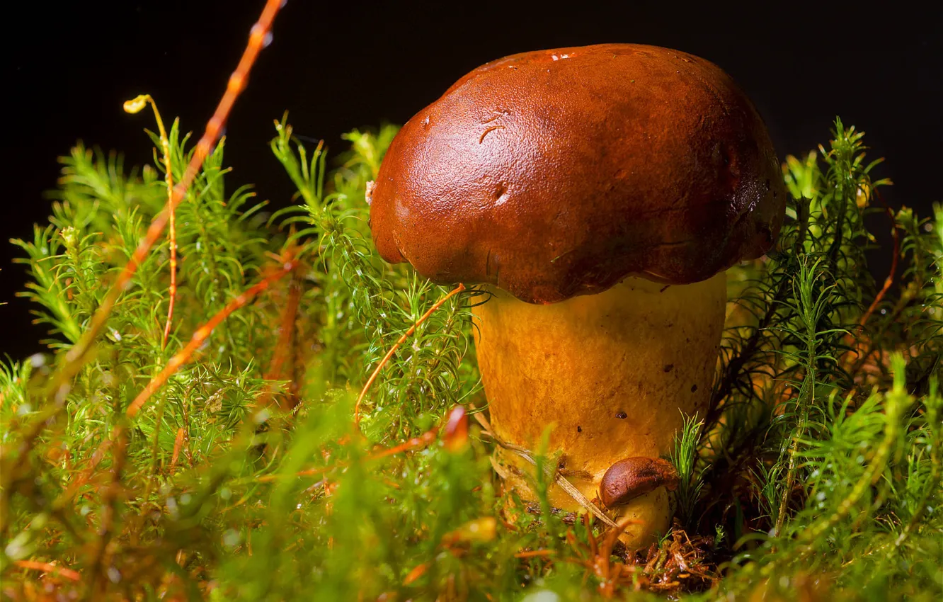 Photo wallpaper white, glade, mushrooms, plant, small, large, white, thick