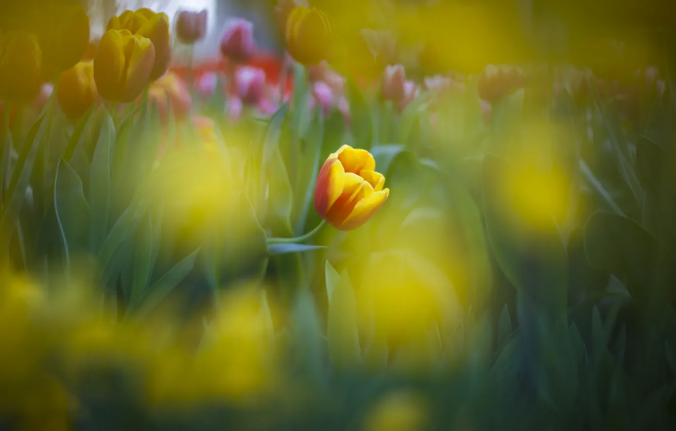 Photo wallpaper flowers, glare, tulips, flowerbed