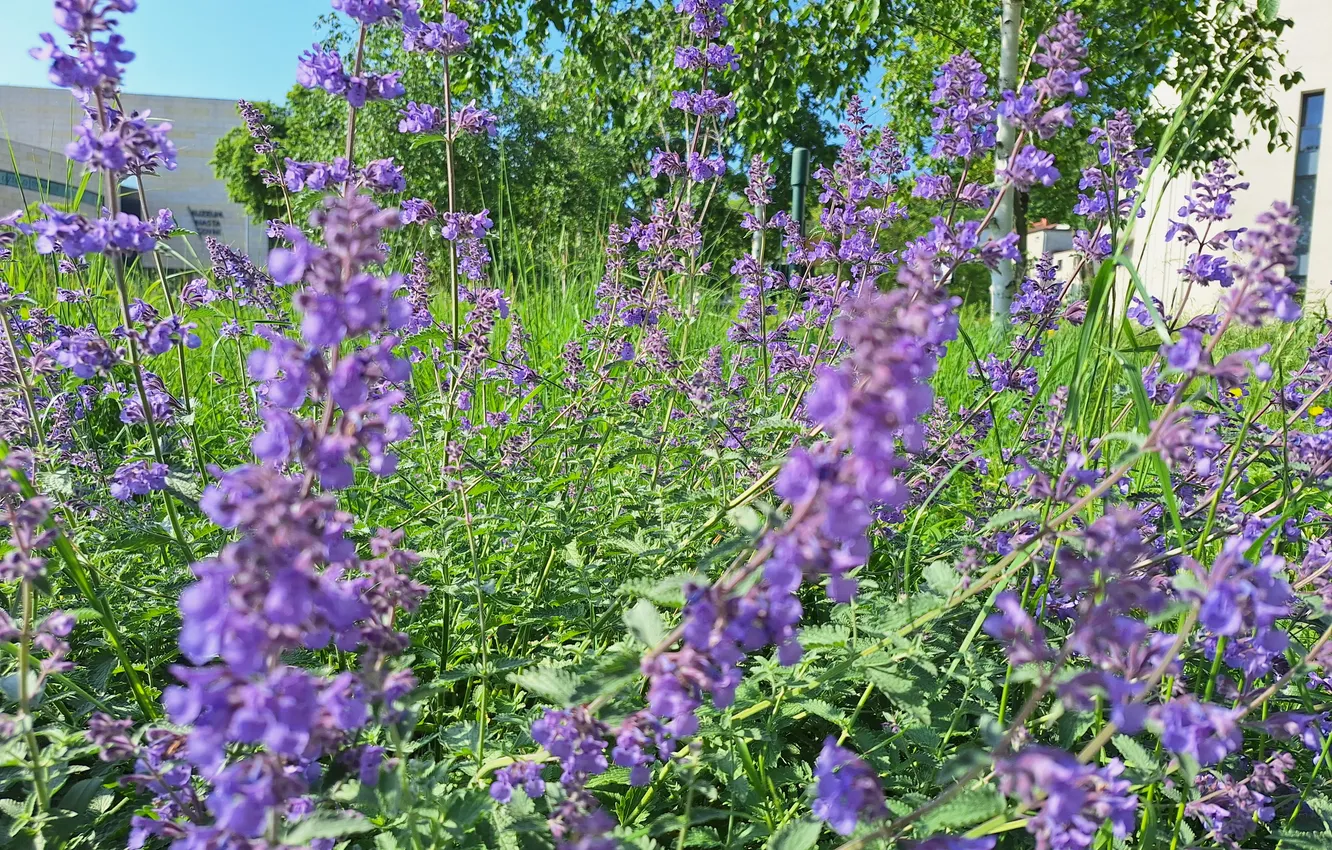 Photo wallpaper grass, Spring, Plants, lawn, flowers