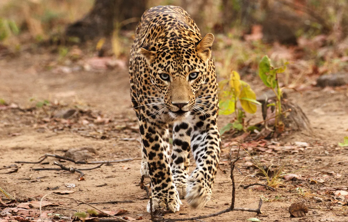 Photo wallpaper look, leaves, branches, background, leopard, walk, sneaks, bokeh