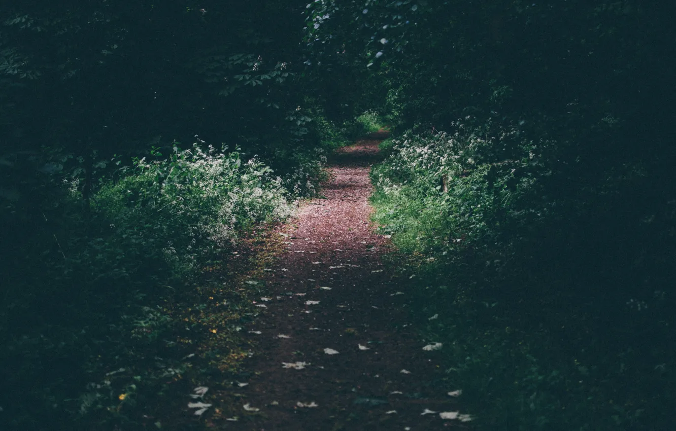 Photo wallpaper forest, flowers, trail