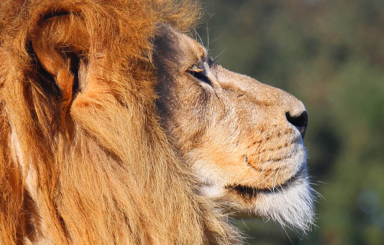 Photo wallpaper face, Leo, mane, profile