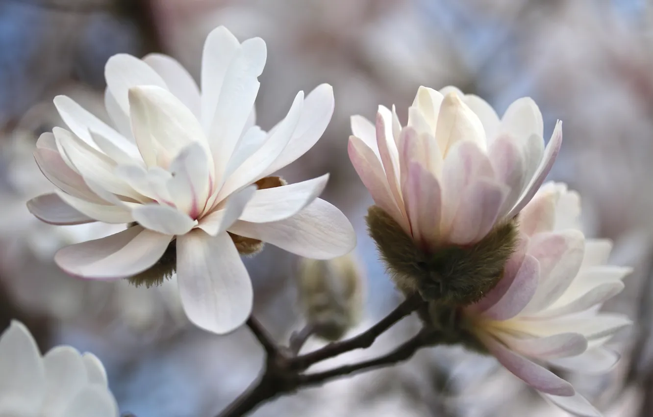 Photo wallpaper tree, flowering, Magnolia