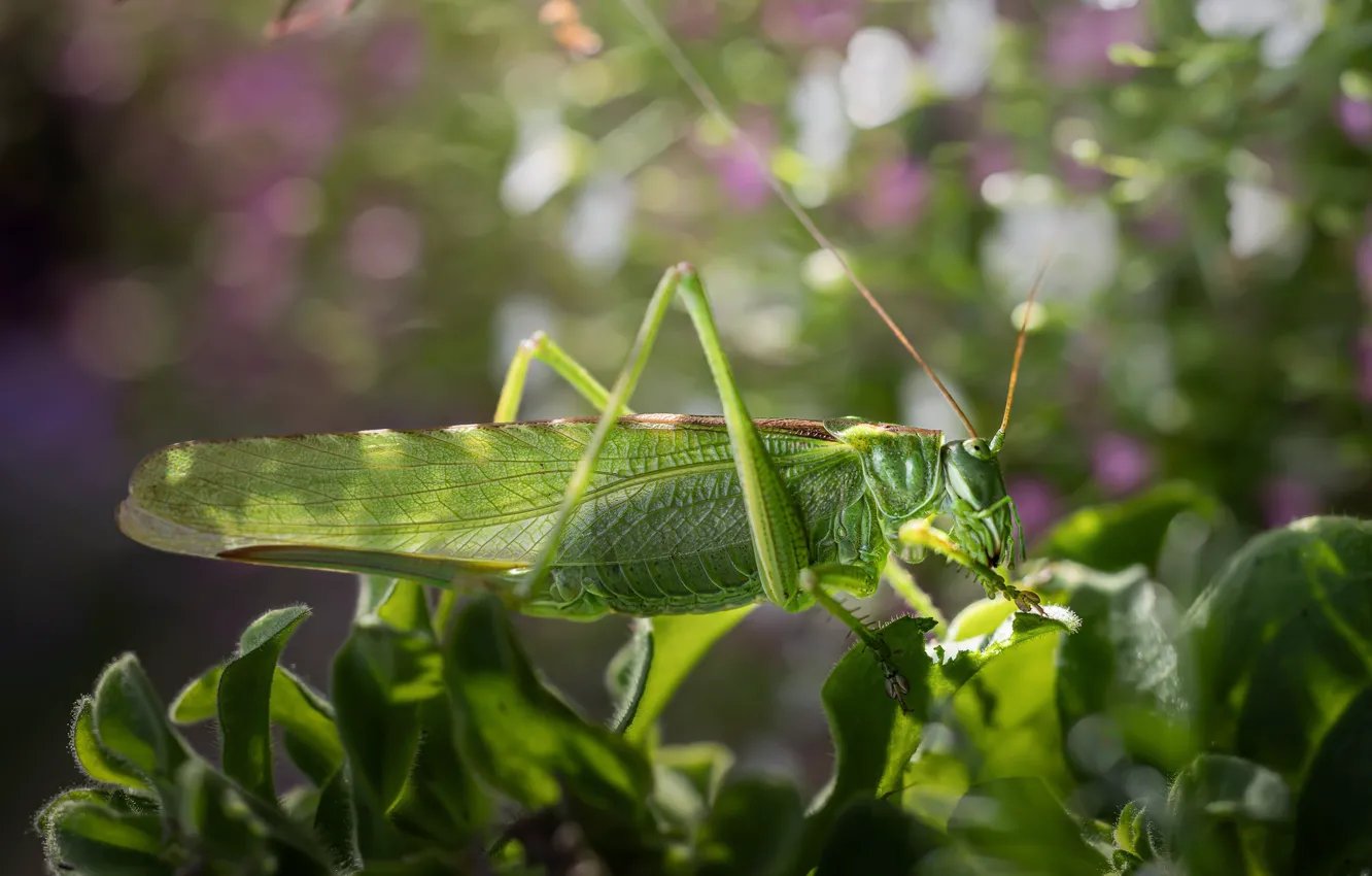 Photo wallpaper leaves, macro, light, nature, green, insect, grasshopper, bokeh