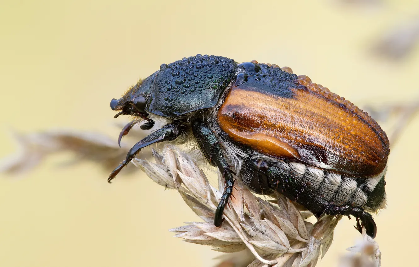 Photo wallpaper macro, beetle, insect