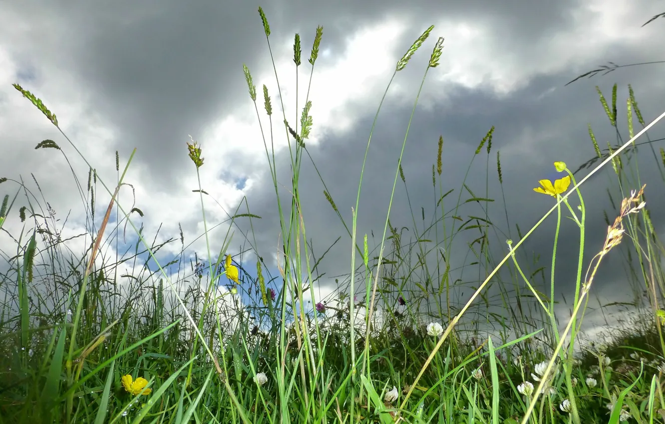 Photo wallpaper field, summer, the sky, grass, clouds, nature, green, summer