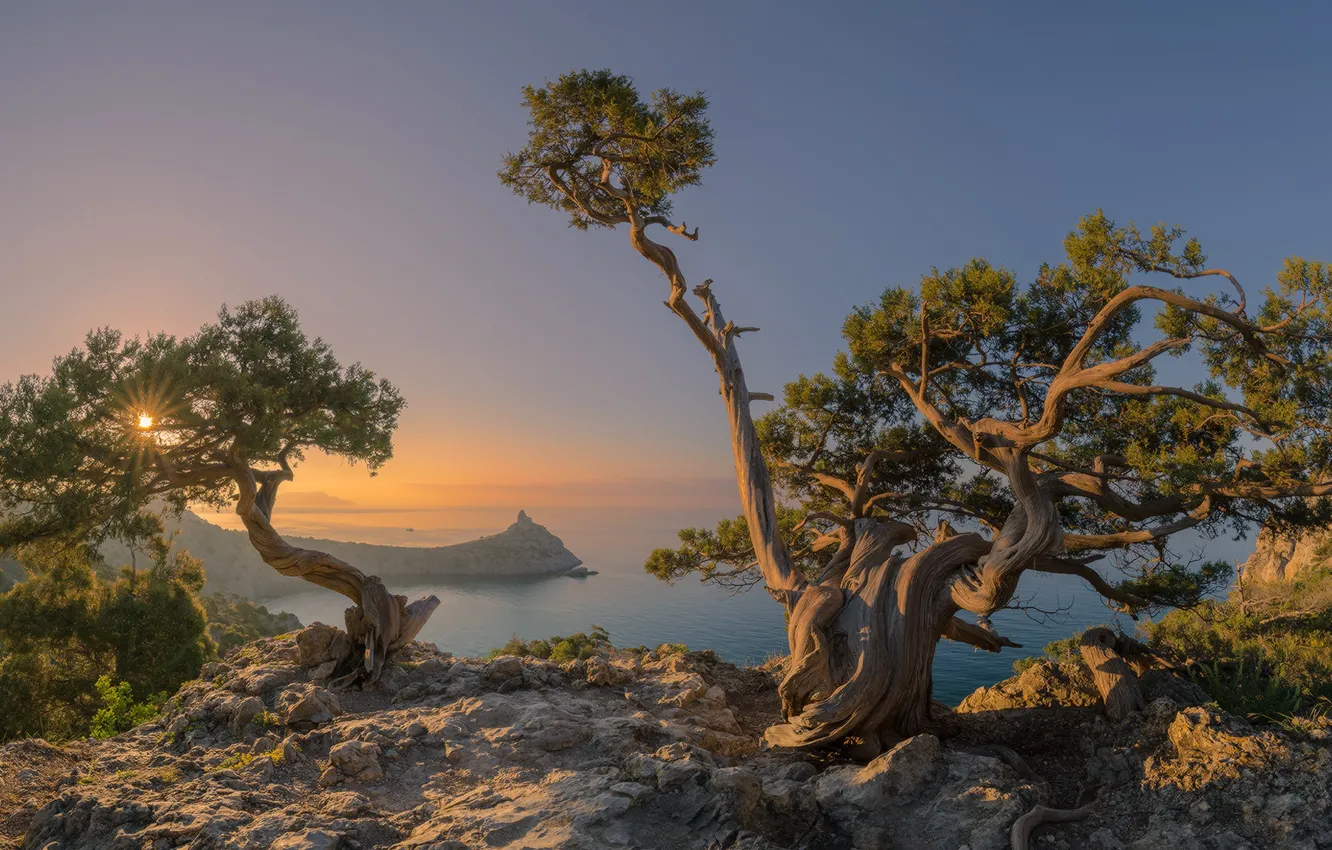 Photo wallpaper sea, trees, dawn, morning, Russia, Crimea, The black sea, New Light