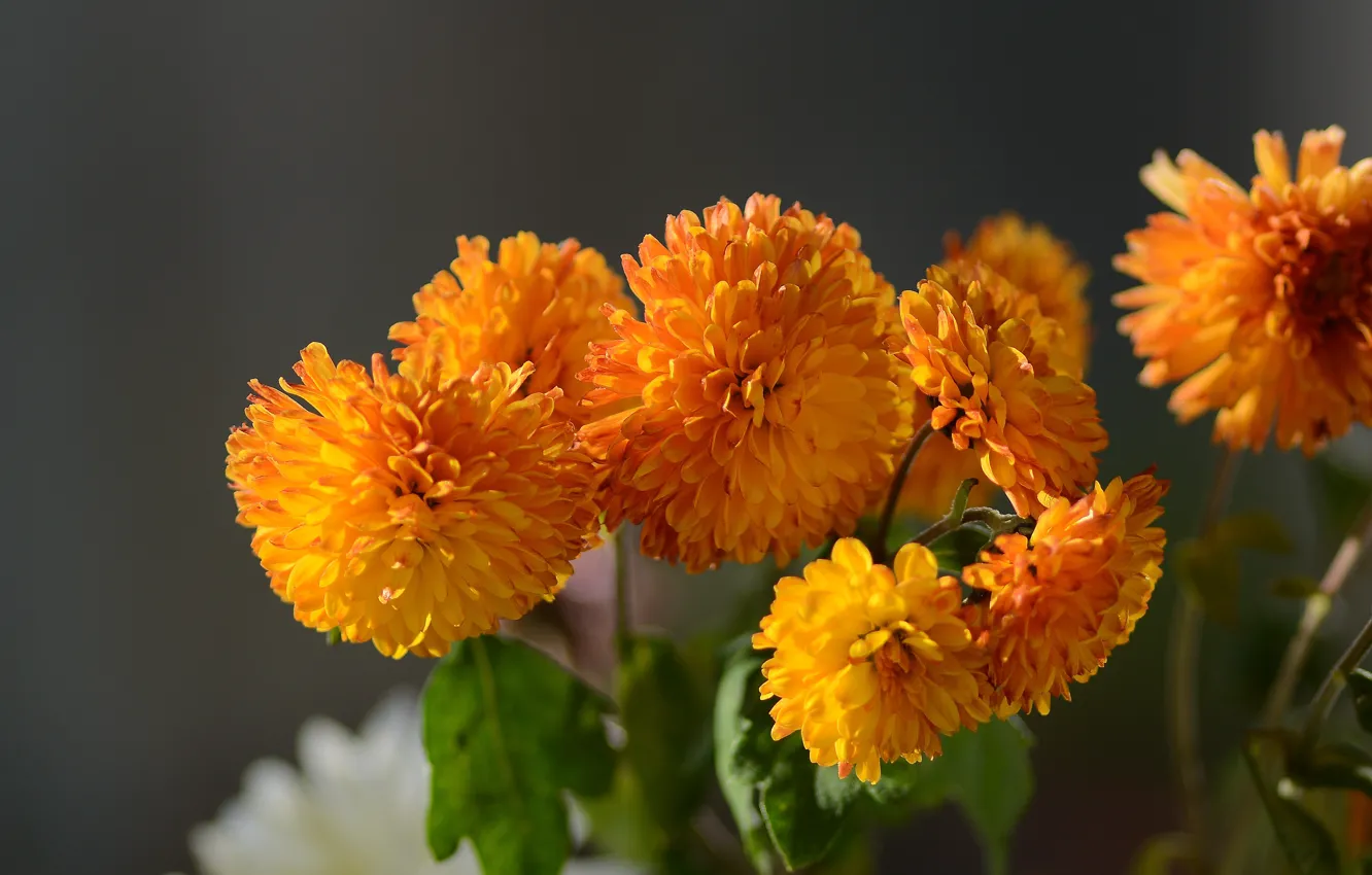 Photo wallpaper autumn, mood, autumn colors, hrizantemi