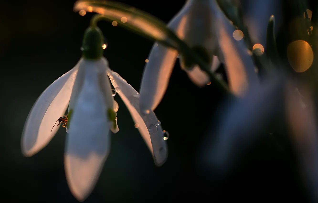 Photo wallpaper petals, macro, ants, Rosa, snowdrops, drops