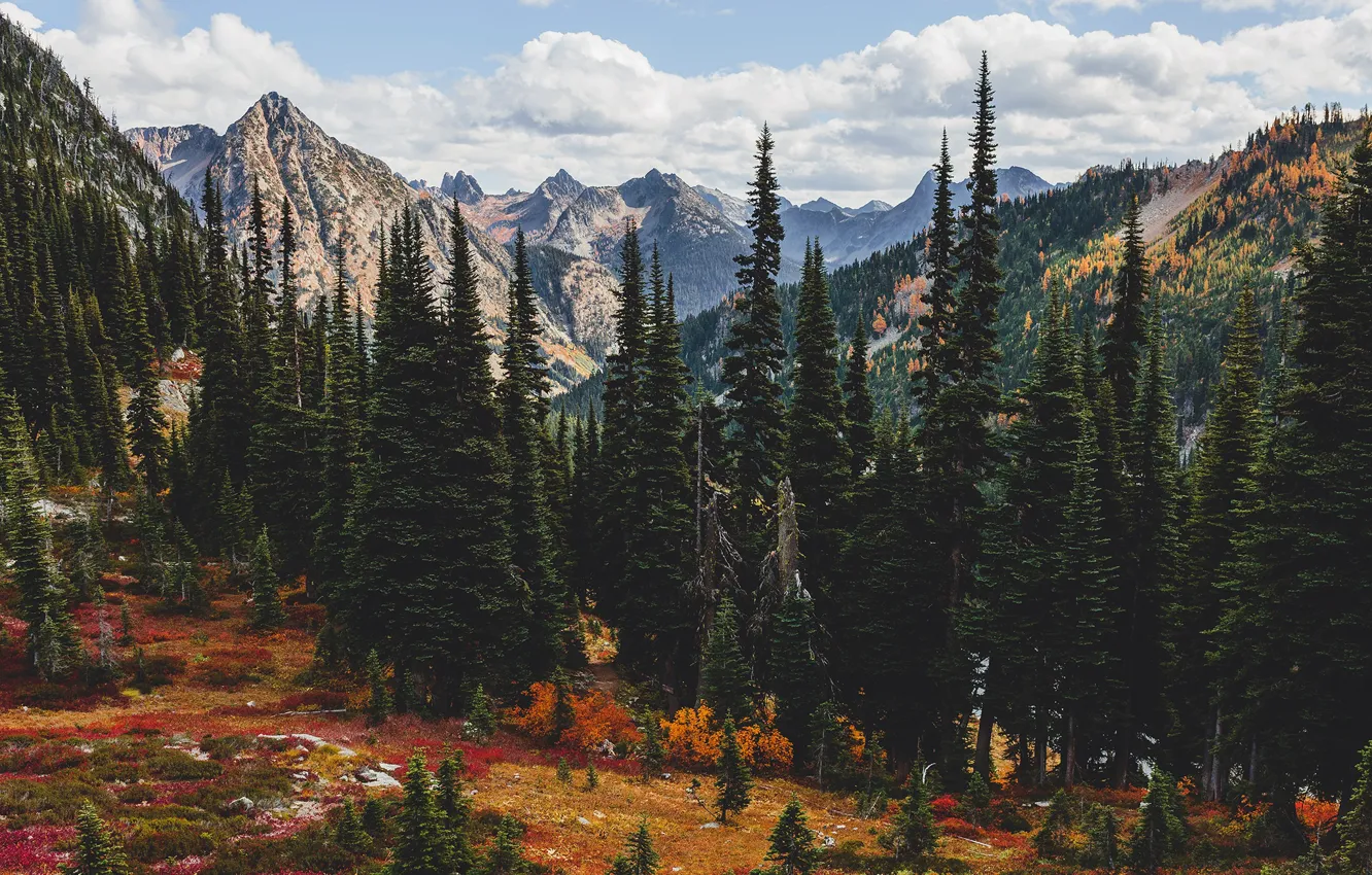 Photo wallpaper autumn, forest, mountains, nature
