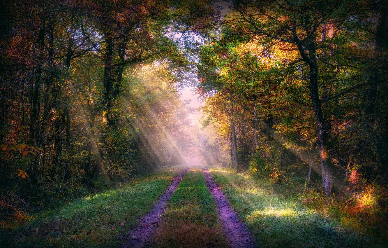 Photo wallpaper road, autumn, sunlight, woodland, sunray