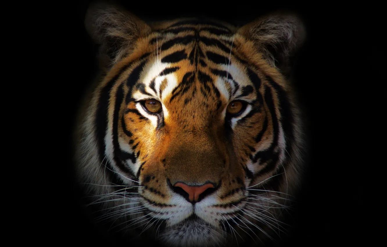 Photo wallpaper face, tiger, portrait