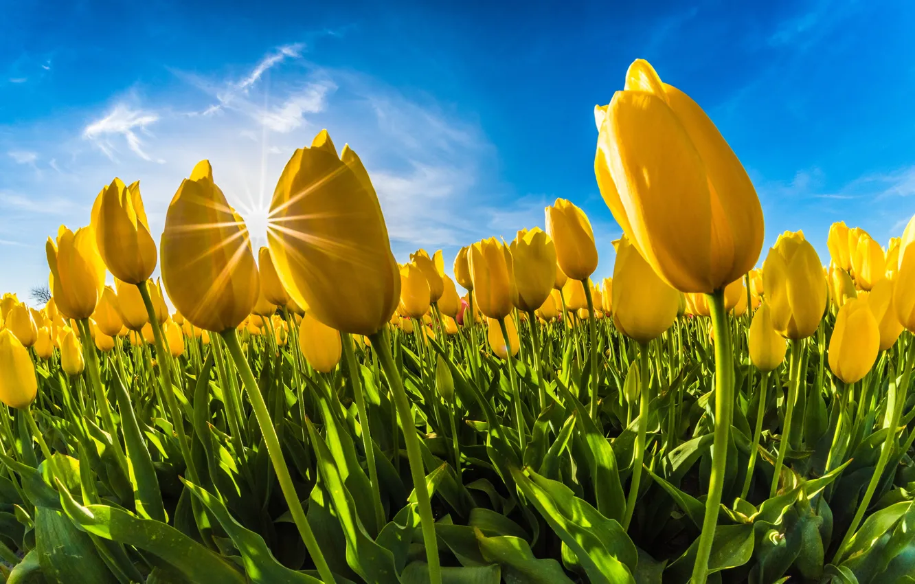 Photo wallpaper greens, field, leaves, the sun, clouds, rays, light, yellow