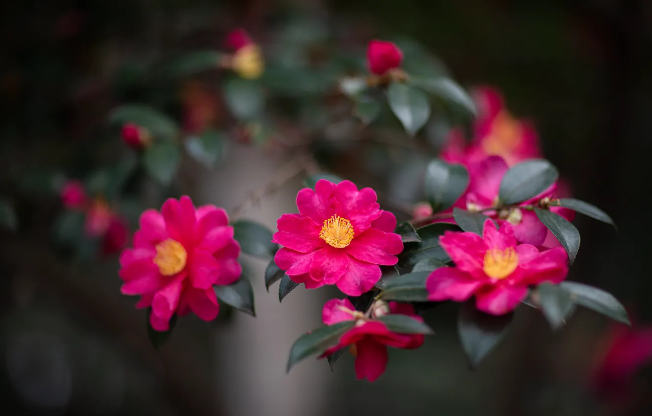 Photo wallpaper leaves, flowers, branches, the dark background, bright, blur, pink, bokeh