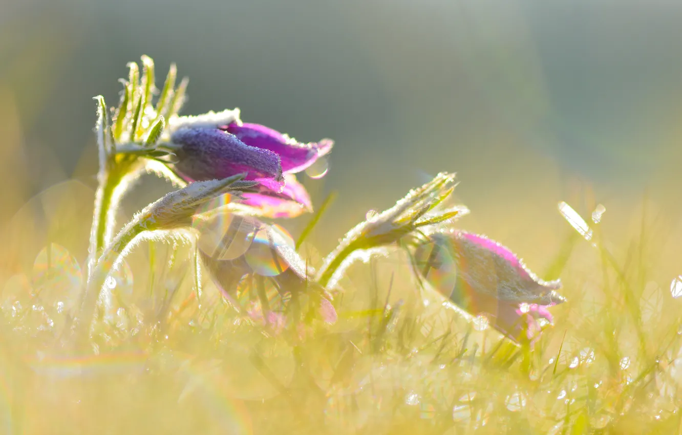 Photo wallpaper flowers, spring, lilac, cross