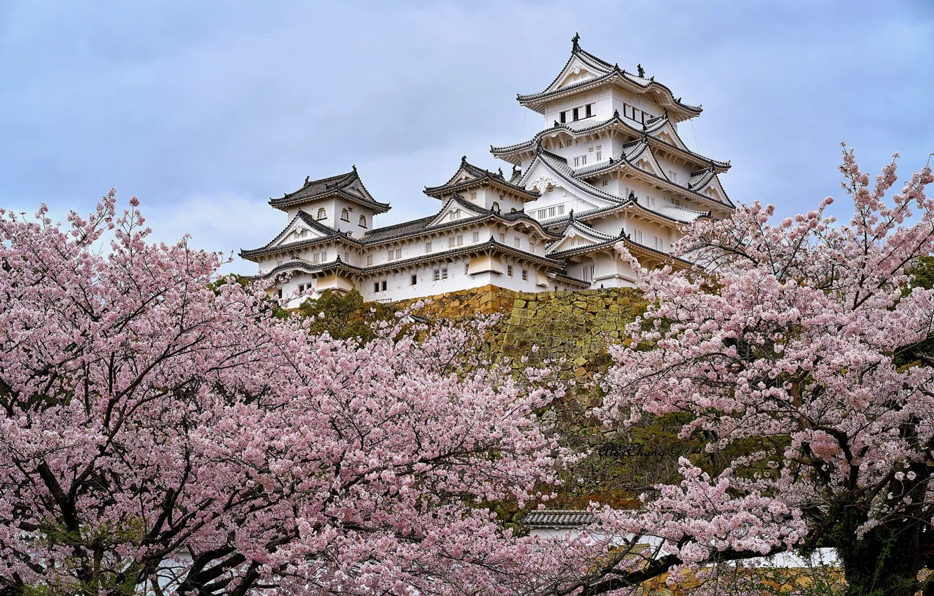 Photo wallpaper castle, Japan, Sakura, pagoda, architecture, Himeji