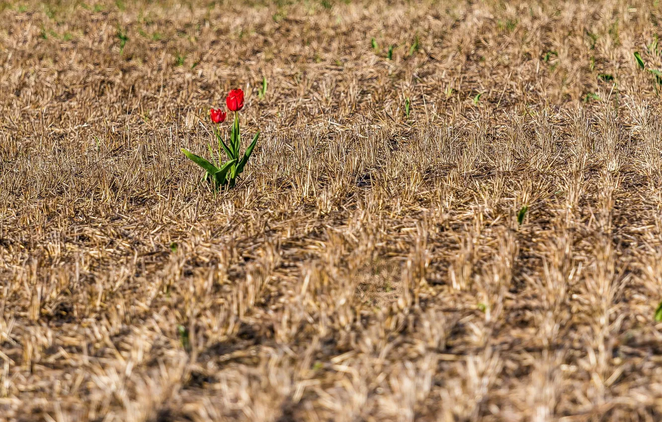 Photo wallpaper field, flowers, nature, tulips