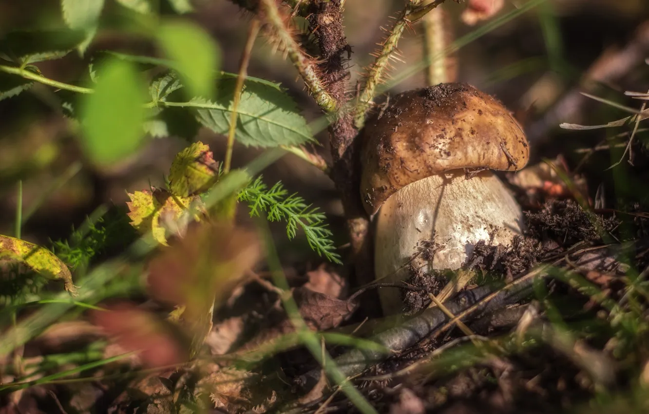 Photo wallpaper grass, mushroom, baby, Borovik