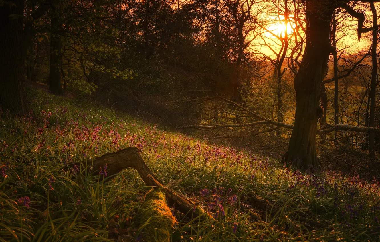 Photo wallpaper the sun, trees, sunset, flowers, branches, hills, silhouette, orange sky