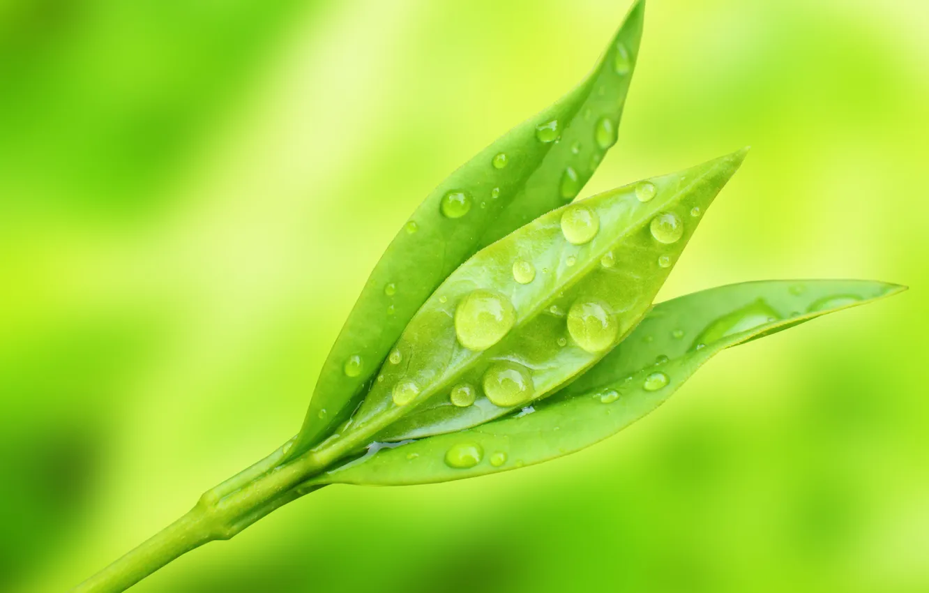 Photo wallpaper macro, nature, droplets, Rosa, morning, leaf, nature, macro