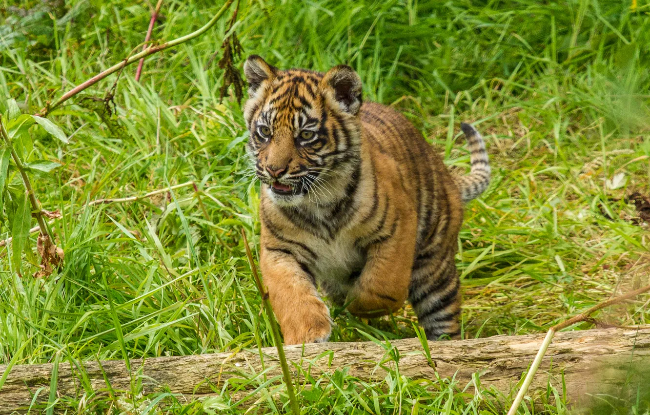 Photo wallpaper cat, grass, tiger, log, cub, kitty, Sumatran