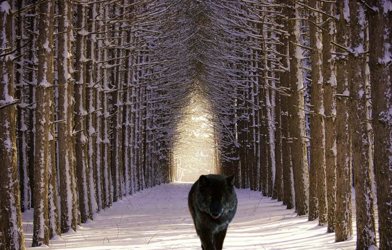 Photo wallpaper forest, Predator, nature, animal, wolf, wildlife, Wild animals, portrait.