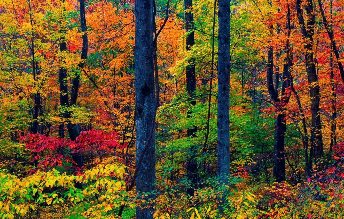 Photo wallpaper autumn, Croatia, foliage