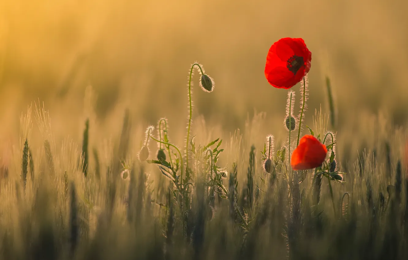 Photo wallpaper field, light, flowers, red, heat, Maki