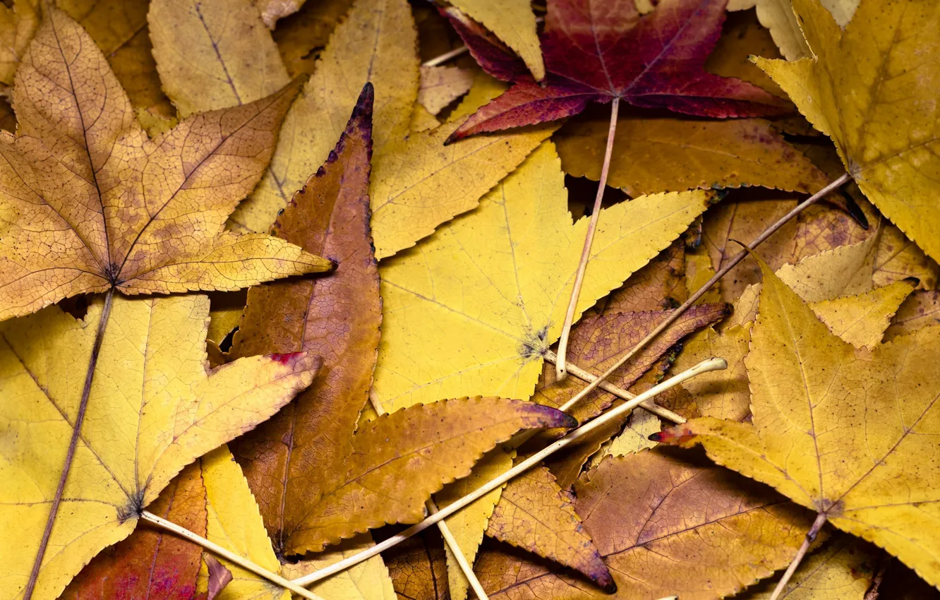 Photo wallpaper autumn, leaves, texture, Fleur Walton