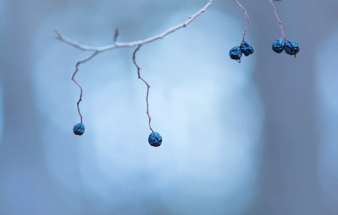 Photo wallpaper branches, nature, berries