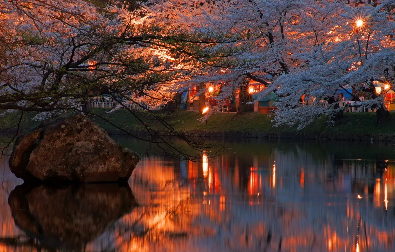 Photo wallpaper lights, river, the evening, Sakura, Japan, flowering