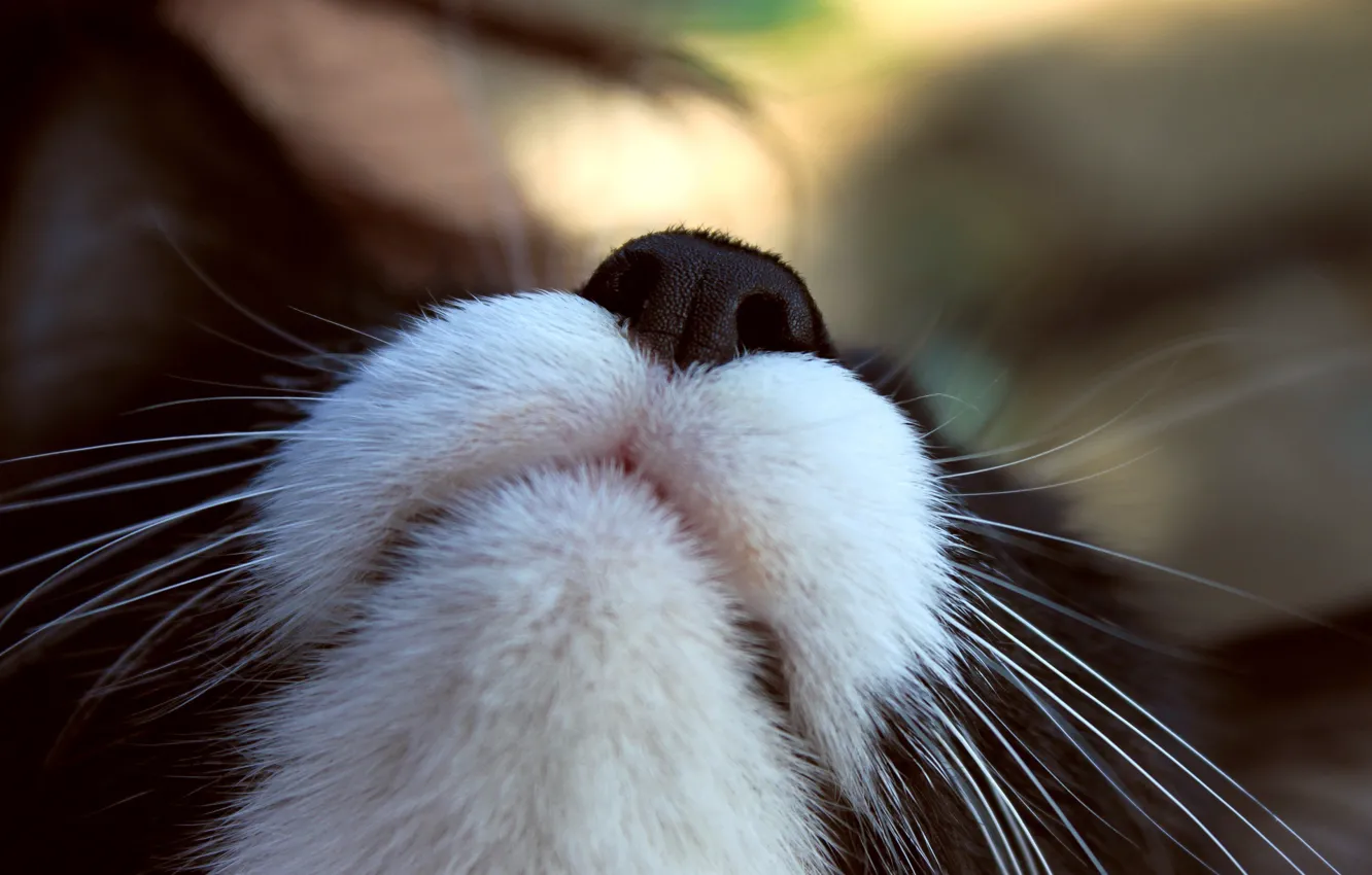 Photo wallpaper cat, mustache, macro, focus, face, cat, macro, focus