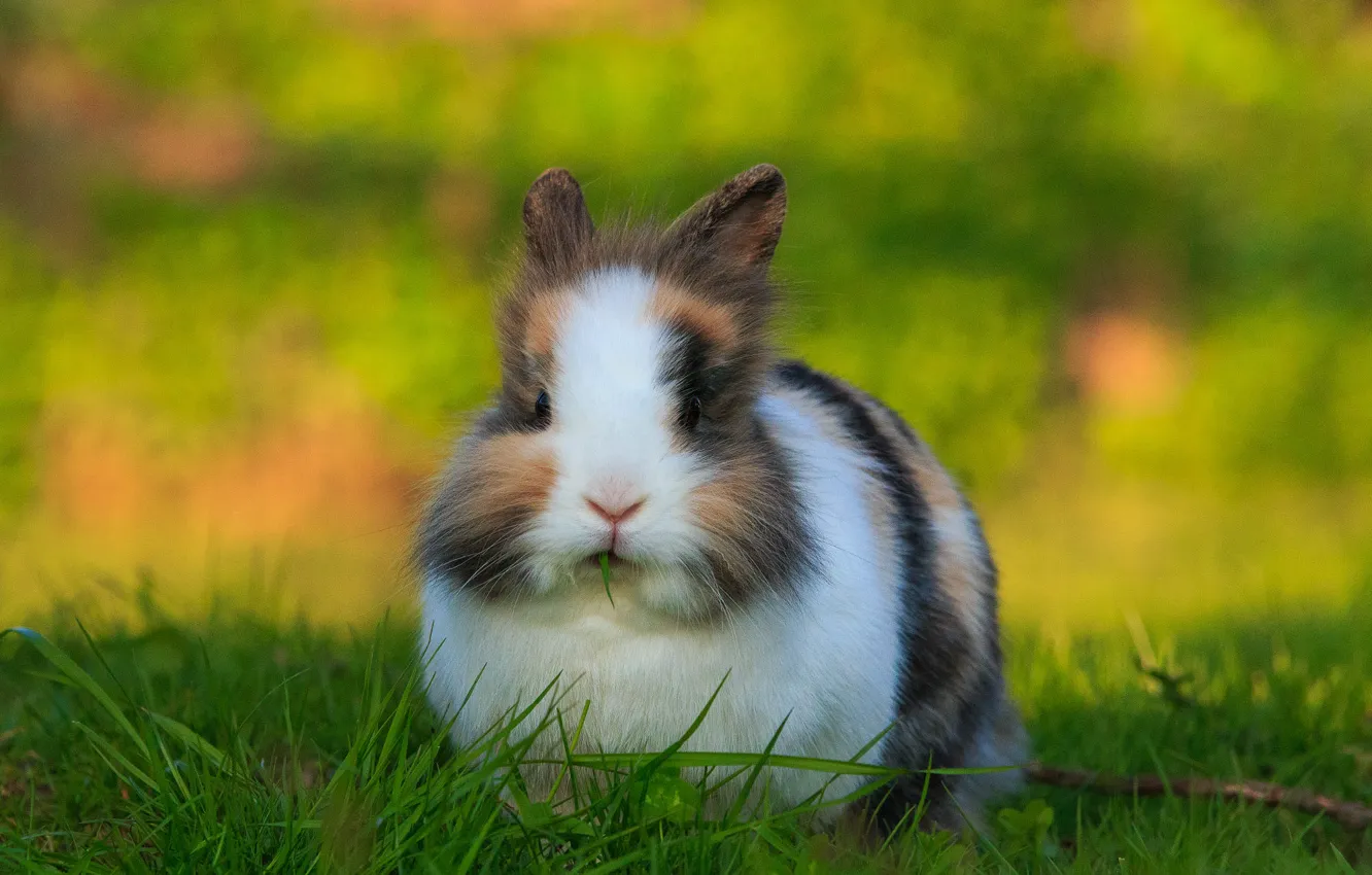 Photo wallpaper grass, nature, glade, fluffy, rabbit, face, Bunny, spotted