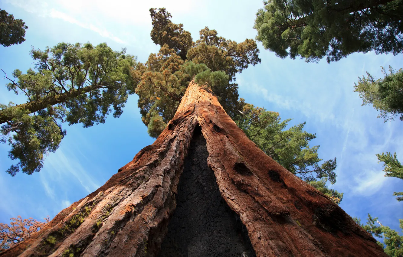 Photo wallpaper forest, summer, the sky, tree, trunk, bark, Sequoia
