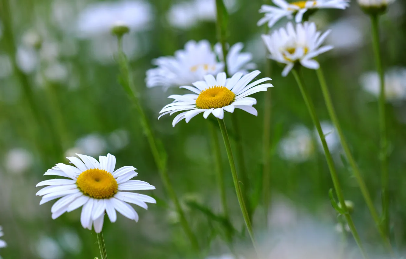 Photo wallpaper field, grass, flowers, chamomile, meadow