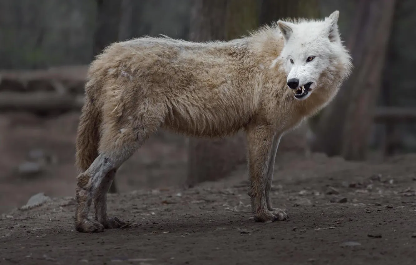Photo wallpaper nature, Gray Wolf, face, animal, wolf, canis lupus, wildlife, head