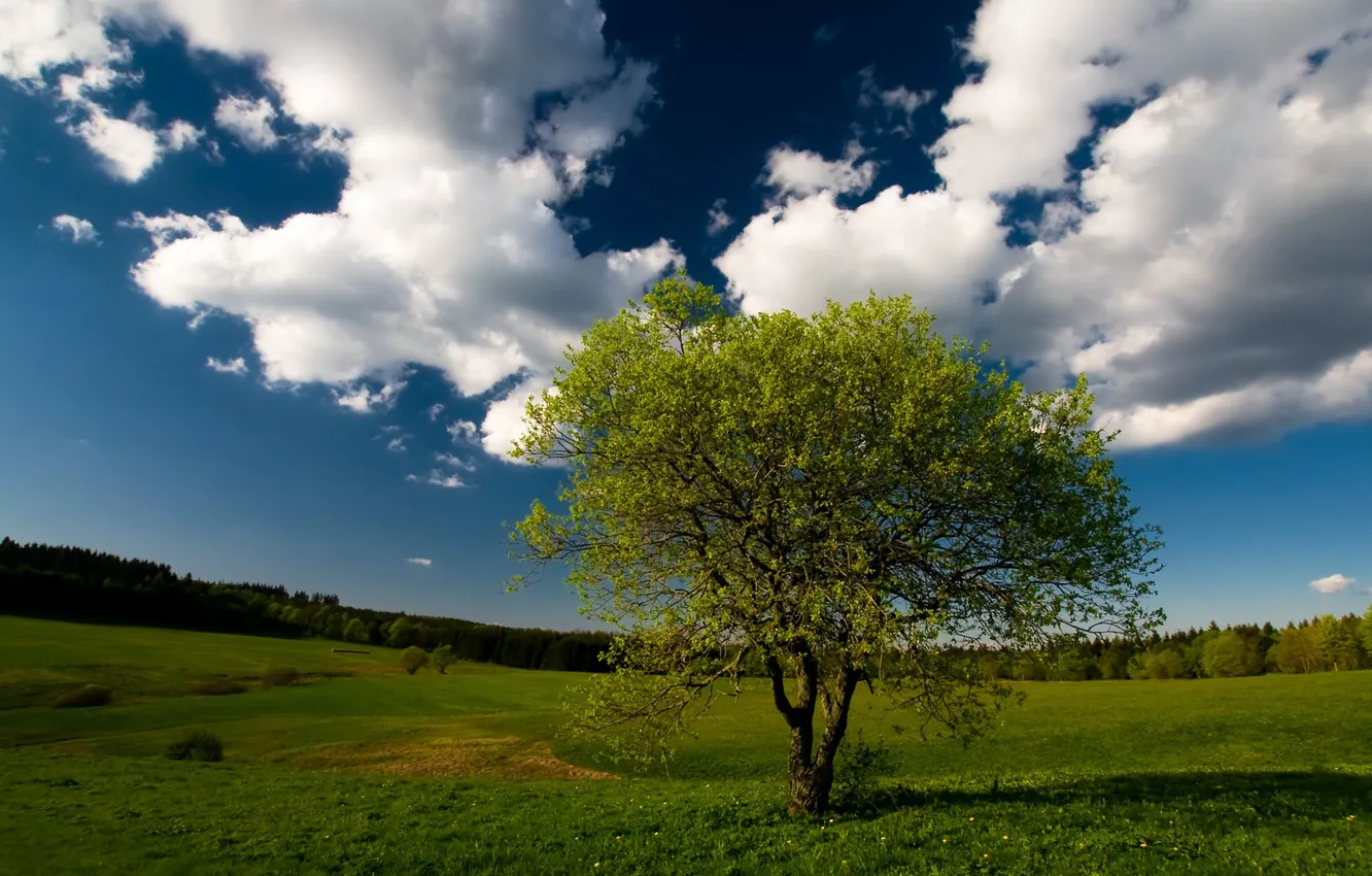 Photo wallpaper the sky, grass, trees