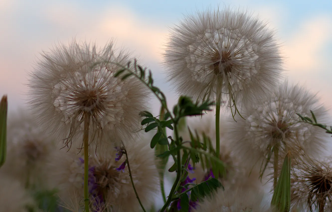 Photo wallpaper the sky, macro, flowers, background, dandelion, fluffy, the parachutes, vetch