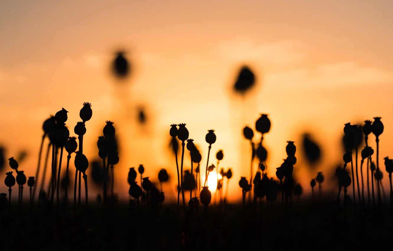 Photo wallpaper field, the sun, macro, sunset, Maki, silhouette, buds