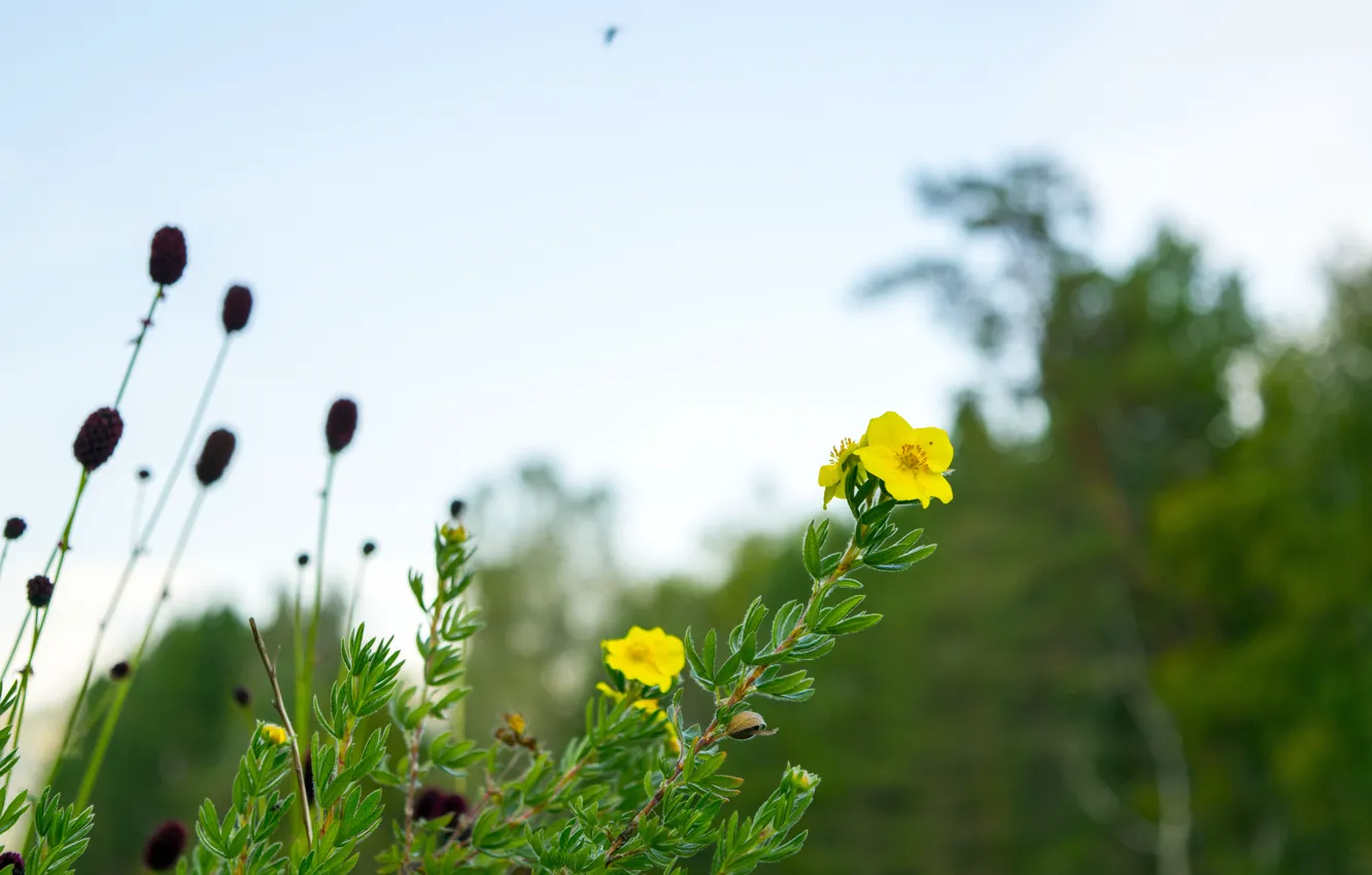 Photo wallpaper summer, flowers, nature, background, Altay