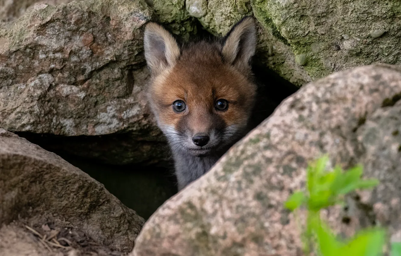 Photo wallpaper nature, stones, animal, muzzle, cub, Fox