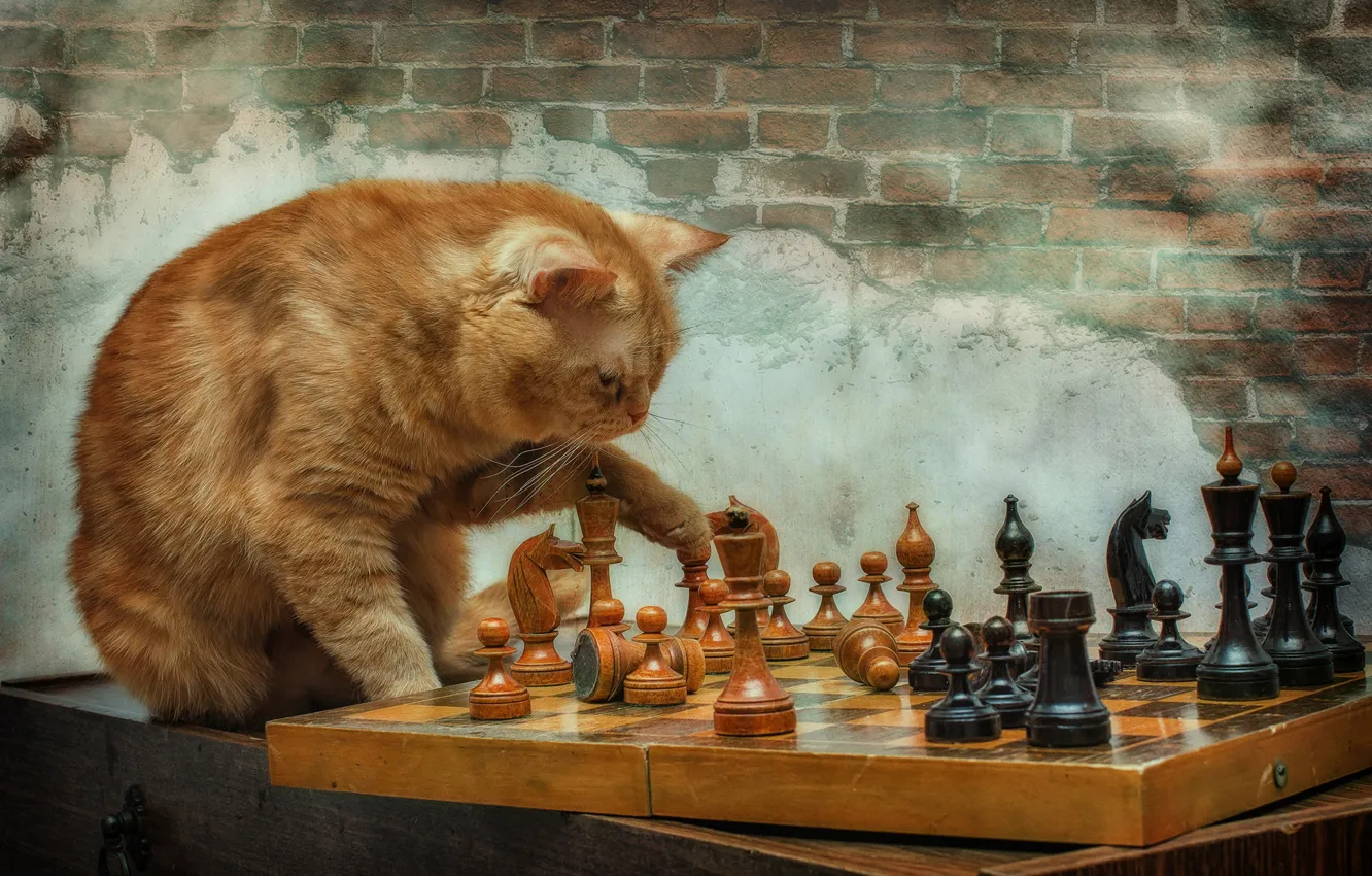 Photo wallpaper the game, chess, Kote, red cat, grandmaster