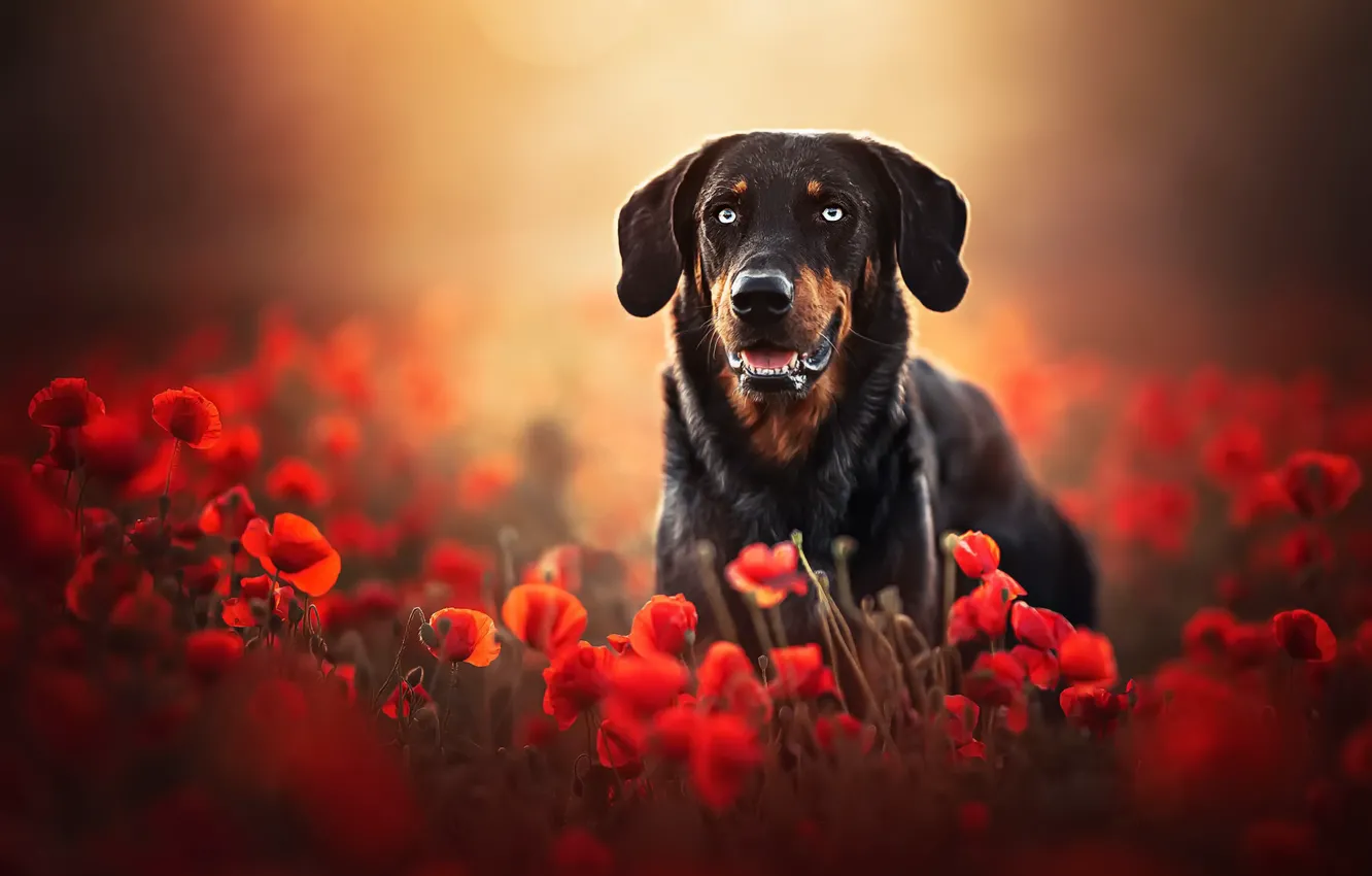 Photo wallpaper nature, Maki, dog