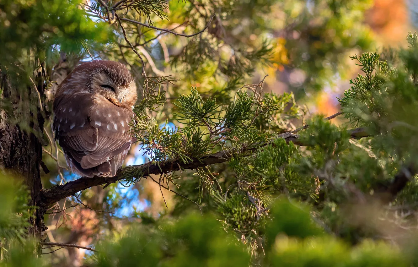 Photo wallpaper forest, trees, branches, owl, bokeh