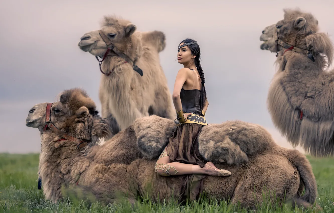 Photo wallpaper girl, nature, camels